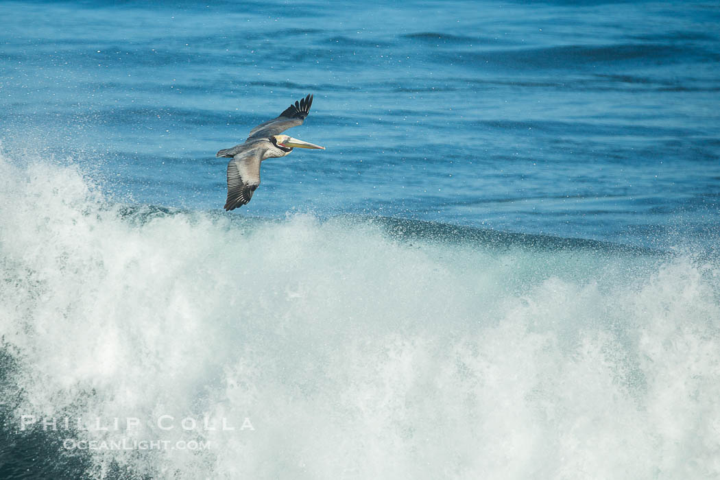 California Brown Pelican flying over a breaking wave., Pelecanus occidentalis, Pelecanus occidentalis californicus, natural history stock photograph, photo id 30357