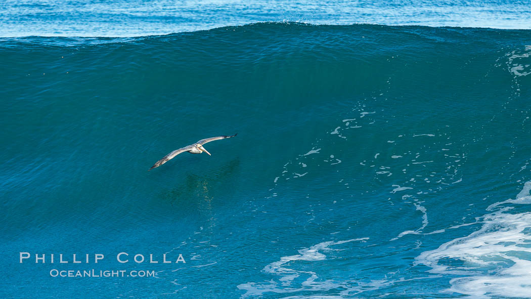 California Brown Pelican flying over a breaking wave. La Jolla, USA, Pelecanus occidentalis, Pelecanus occidentalis californicus, natural history stock photograph, photo id 30361