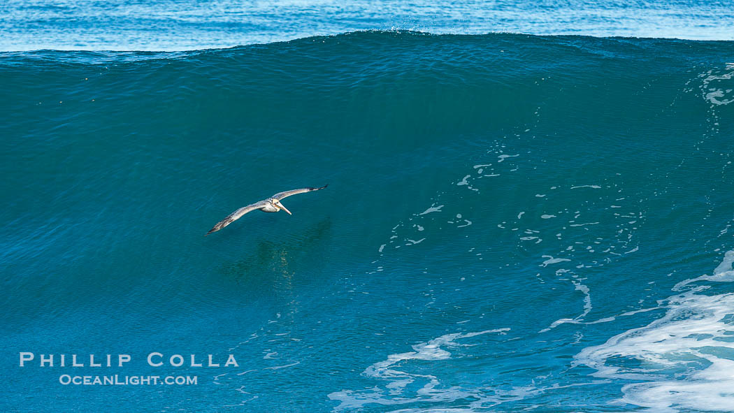 California Brown Pelican flying over a breaking wave