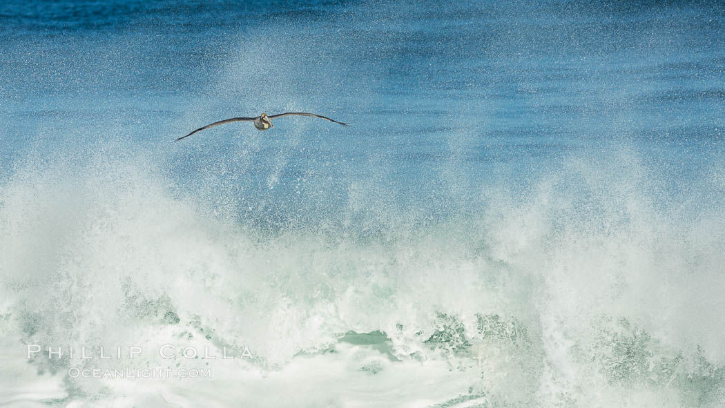 California Brown Pelican flying over a breaking wave. La Jolla, USA, natural history stock photograph, photo id 30365