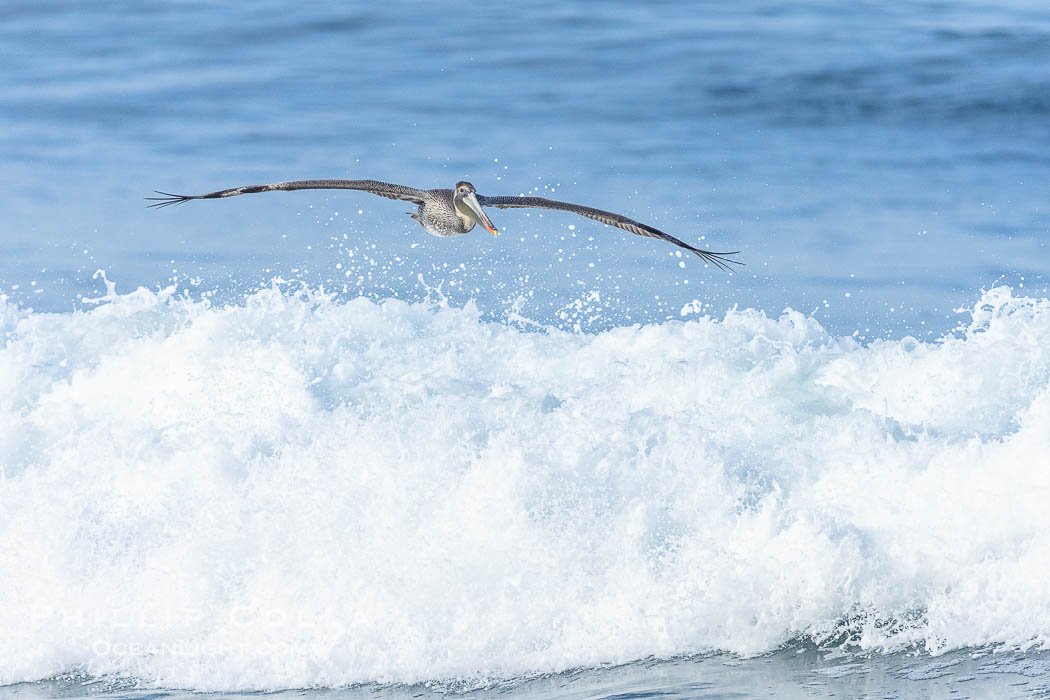 California Brown Pelican flying over a breaking wave., Pelecanus occidentalis, Pelecanus occidentalis californicus, natural history stock photograph, photo id 38649