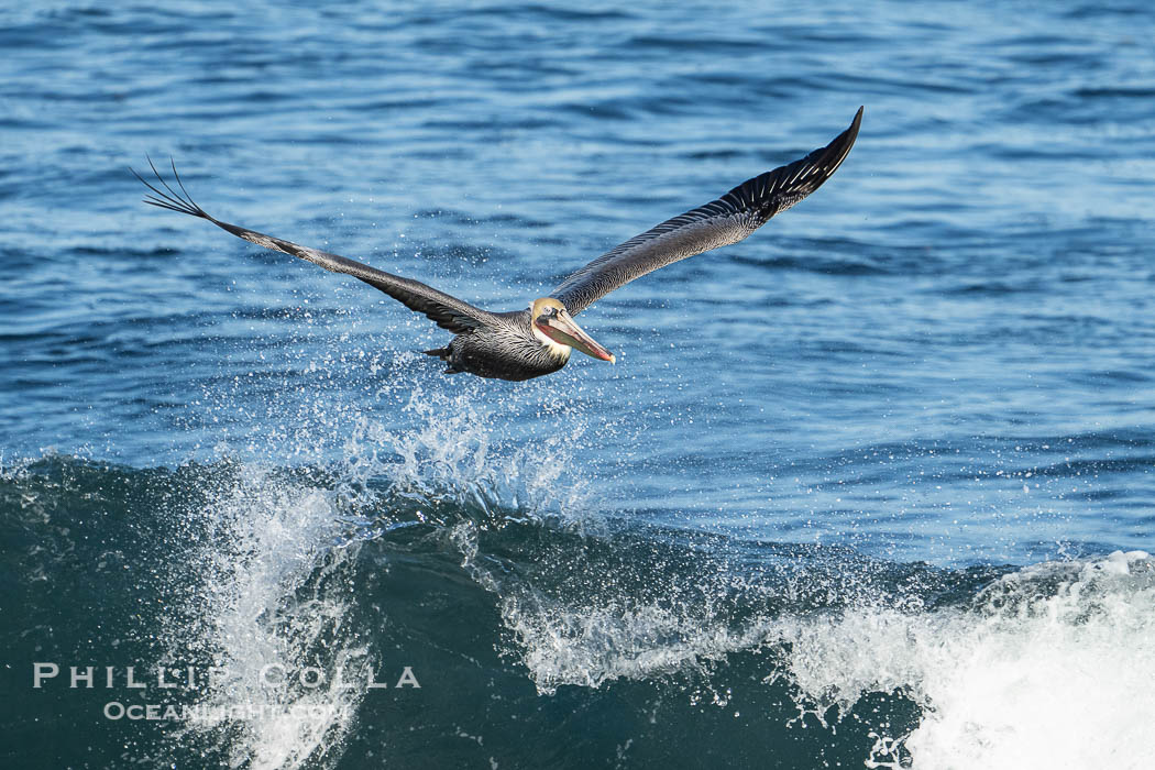 California Brown Pelican flying over a breaking wave. La Jolla, USA, Pelecanus occidentalis, Pelecanus occidentalis californicus, natural history stock photograph, photo id 39841