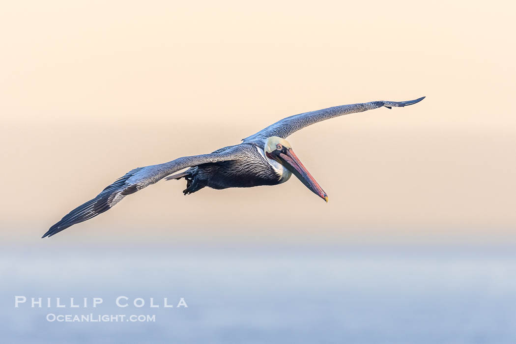 California Brown Pelican Flying over the Ocean, early morning light just after sunrise, La Jolla