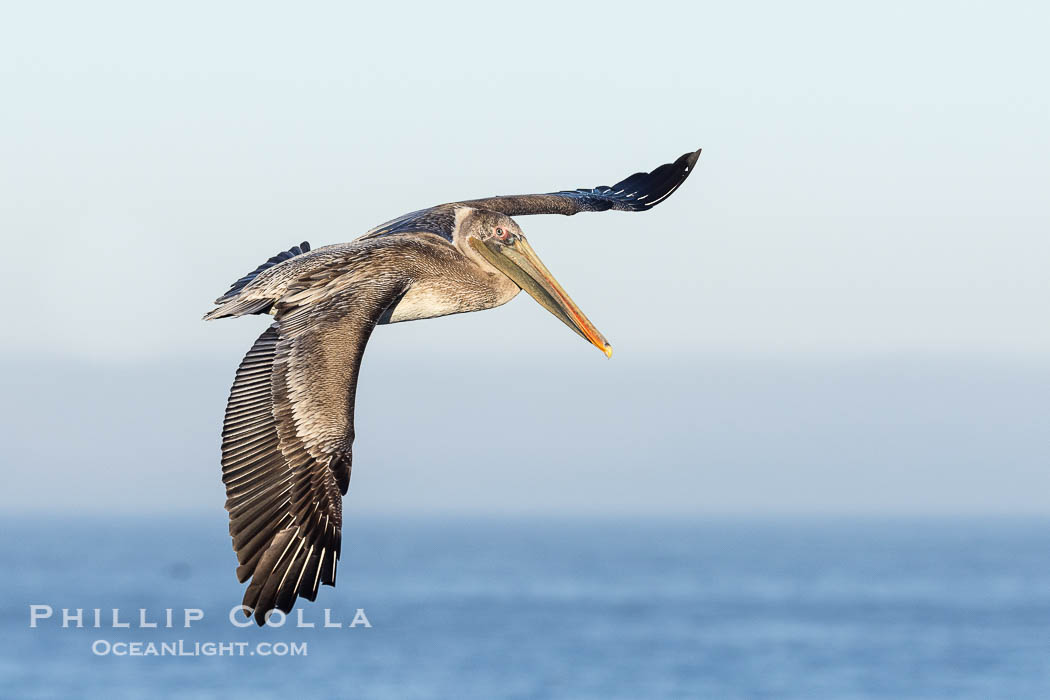 California Brown Pelican Flying over the Ocean, its wings can span over 7'., Pelecanus occidentalis, Pelecanus occidentalis californicus, natural history stock photograph, photo id 38814