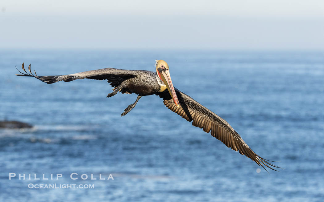 California Brown Pelican Flying over the Ocean, its wings can span over 7', La Jolla