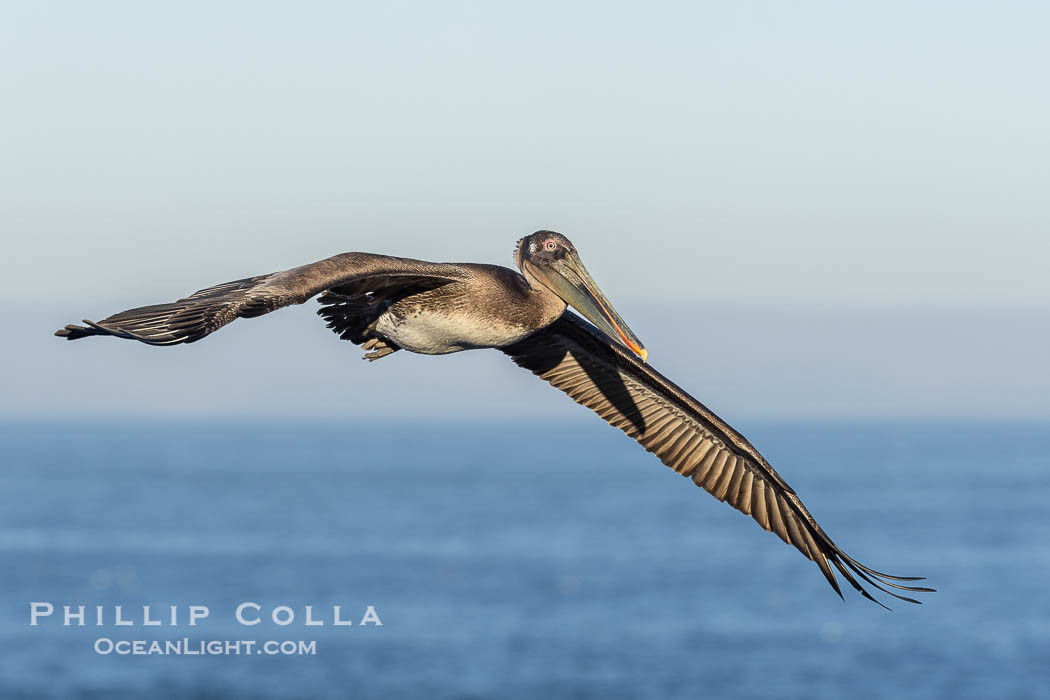 California Brown Pelican Flying over the Ocean, its wings can span over 7'. La Jolla, USA, Pelecanus occidentalis, Pelecanus occidentalis californicus, natural history stock photograph, photo id 38826