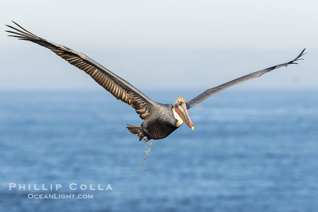 California Brown Pelican Flying over the Ocean, its wings can span over 7'., Pelecanus occidentalis, Pelecanus occidentalis californicus, natural history stock photograph, photo id 38830