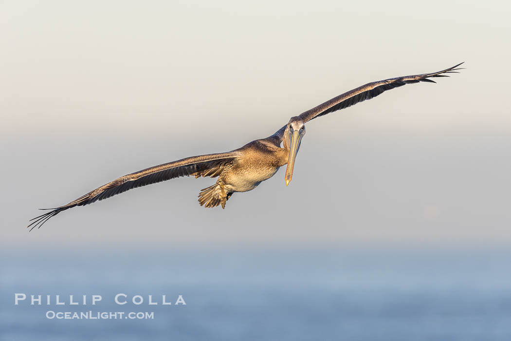 Juvenile California Brown Pelican Flying over the Ocean, early morning light just after sunrise, La Jolla