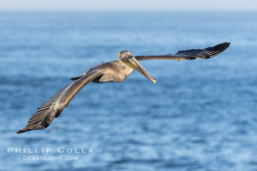 California Brown Pelican glides over the ocean in La Jolla