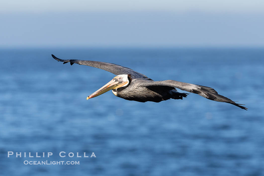 California Brown Pelican Flying over the Ocean, its wings can span over 7'. La Jolla, USA, Pelecanus occidentalis, Pelecanus occidentalis californicus, natural history stock photograph, photo id 38820