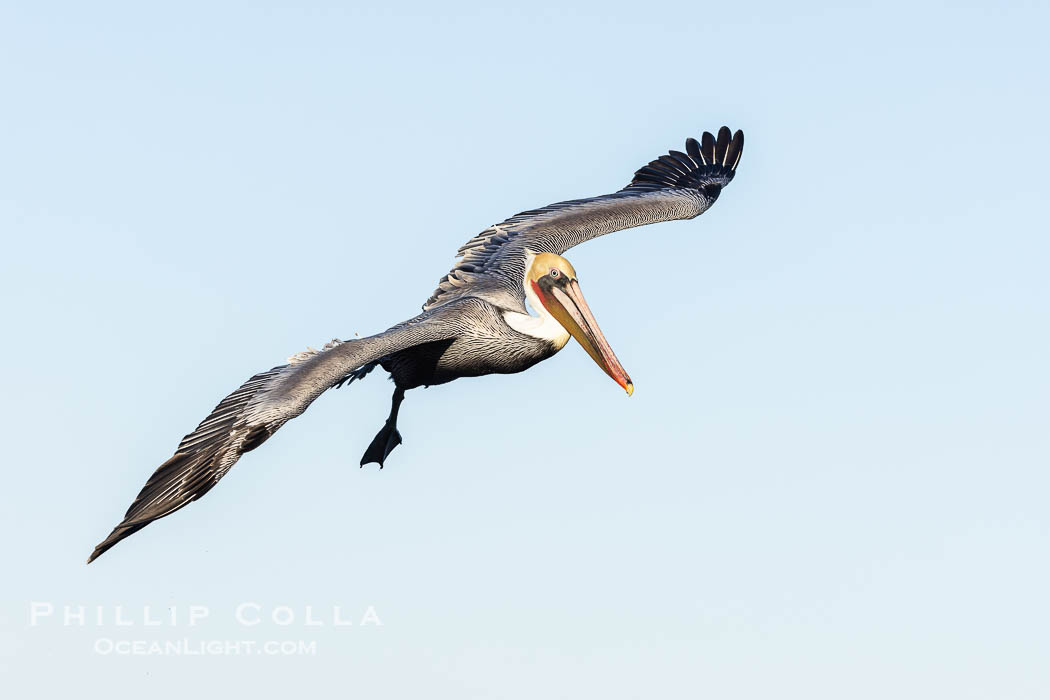 California Brown Pelican Flying over the Ocean, its wings can span over 7'. La Jolla, USA, Pelecanus occidentalis, Pelecanus occidentalis californicus, natural history stock photograph, photo id 38824