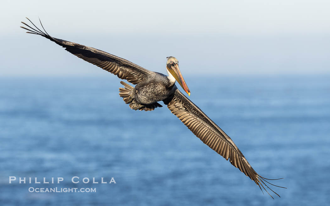 California Brown Pelican Flying over the Ocean, its wings can span over 7'. La Jolla, USA, Pelecanus occidentalis, Pelecanus occidentalis californicus, natural history stock photograph, photo id 38828