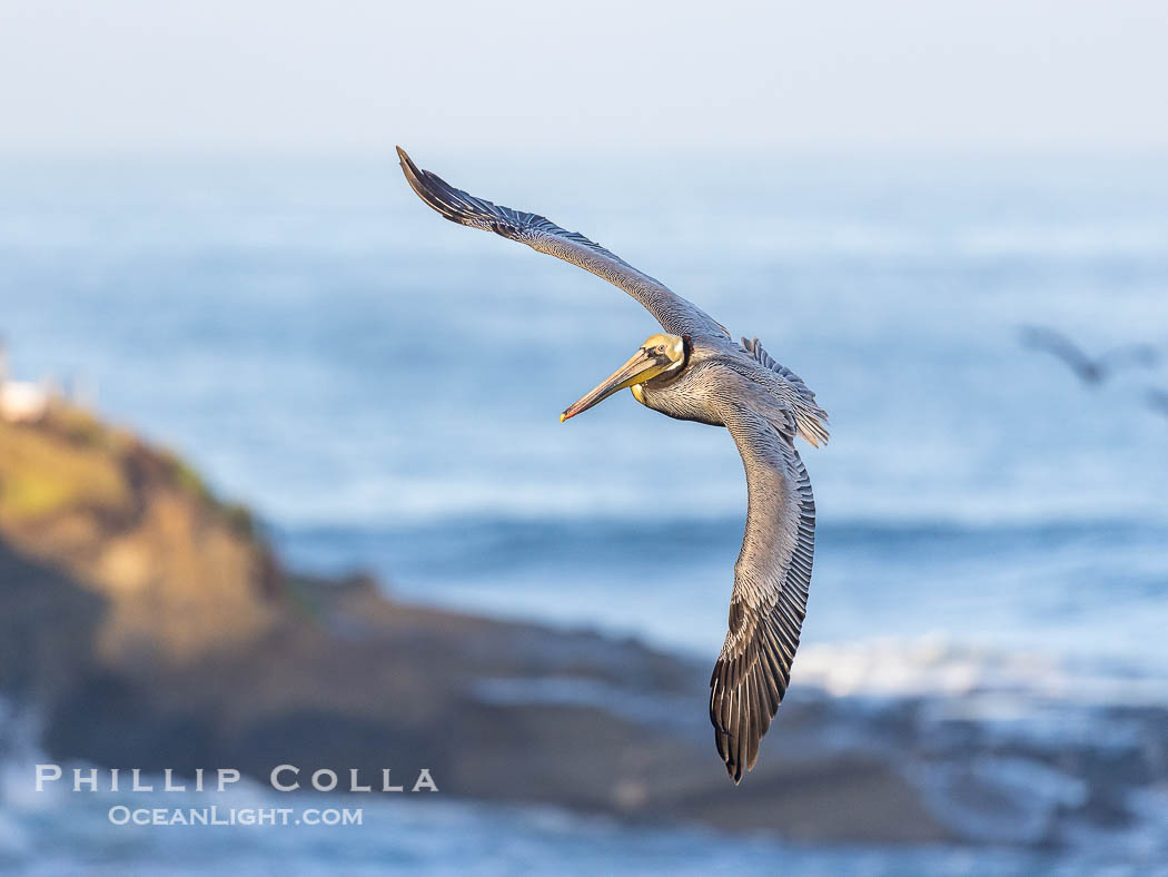 California Brown Pelican Flying over the Ocean, its wings can span over 7'., Pelecanus occidentalis, Pelecanus occidentalis californicus, natural history stock photograph, photo id 38832