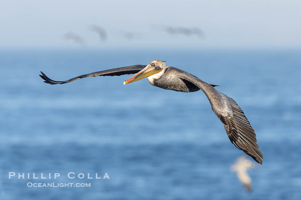 California Brown Pelican Flying over the Ocean, wings outstretch, with a few other pelicans in the background, La Jolla