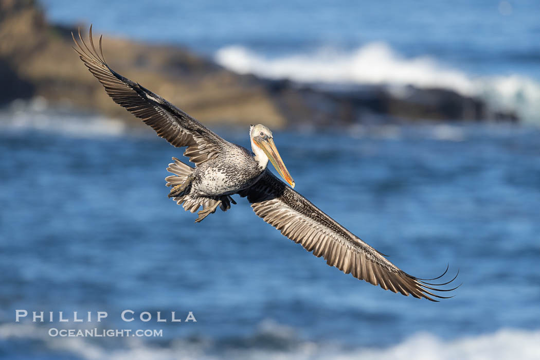 California Brown Pelican soars over the ocean, with Point La Jolla in the background