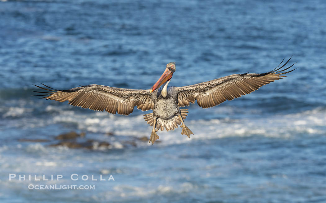 California Brown Pelican Flying over the Ocean, its wings can span over 7'., Pelecanus occidentalis, Pelecanus occidentalis californicus, natural history stock photograph, photo id 38815