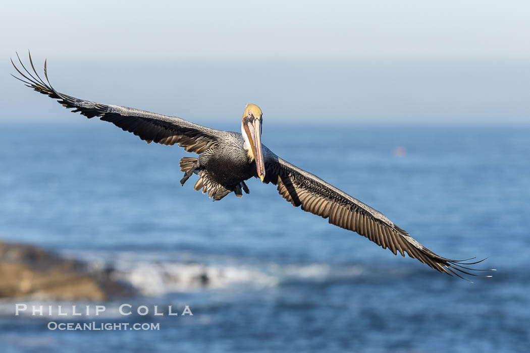 California Brown Pelican Flying over the Ocean, its wings can span over 7'. La Jolla, USA, Pelecanus occidentalis, Pelecanus occidentalis californicus, natural history stock photograph, photo id 38823