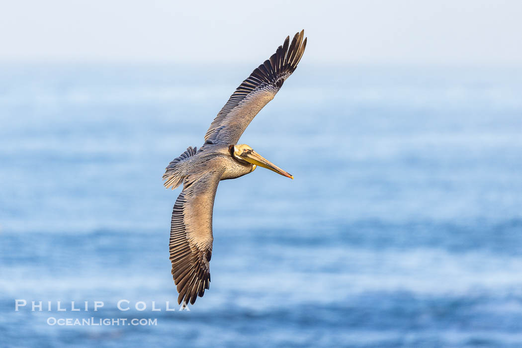 California Brown Pelican banking and turning as it flies over the ocean, La Jolla