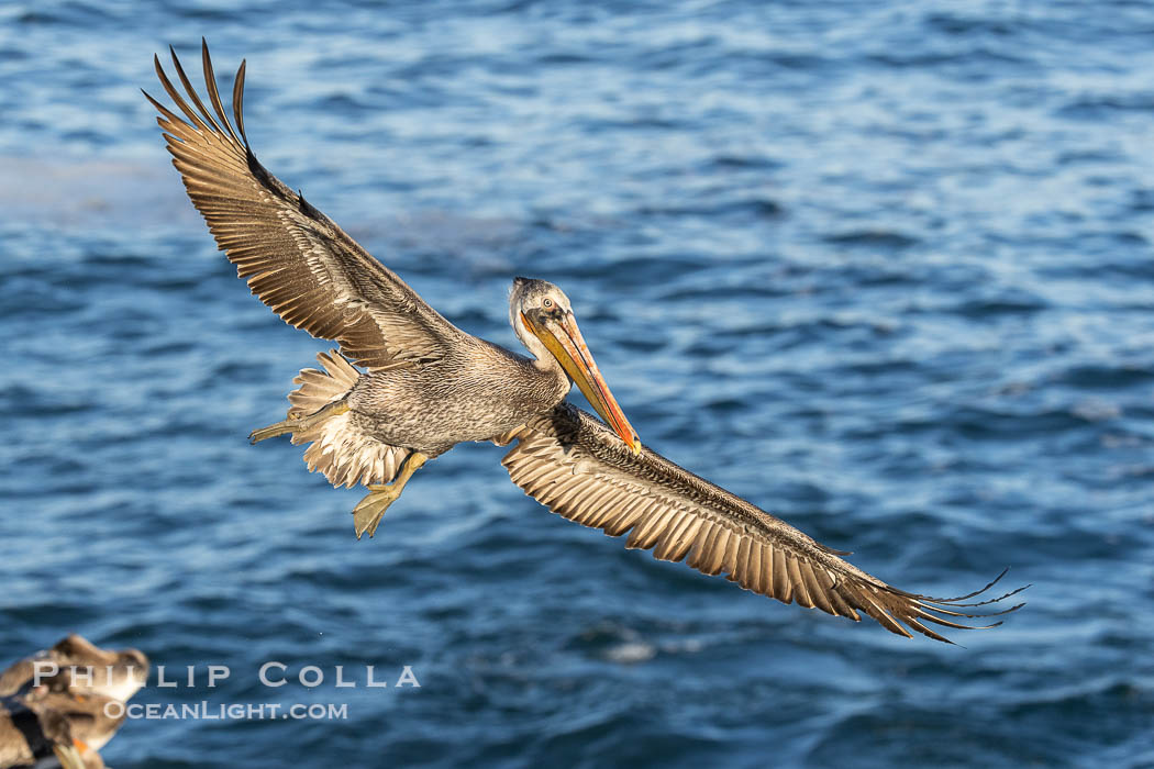 California Brown Pelican wings spread wide and it turns and glides over the Pacific Ocean, La Jolla