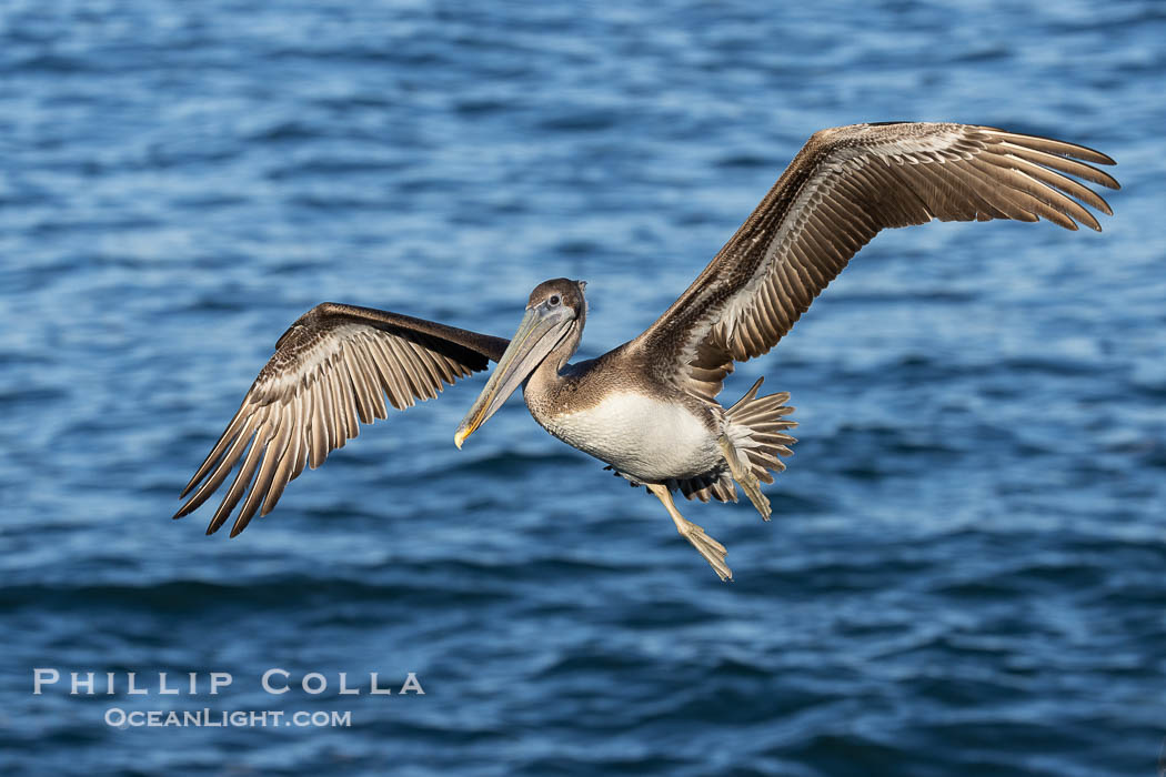 California Brown Pelican Flying over the Ocean, its wings can span over 7'. La Jolla, USA, Pelecanus occidentalis, Pelecanus occidentalis californicus, natural history stock photograph, photo id 38821