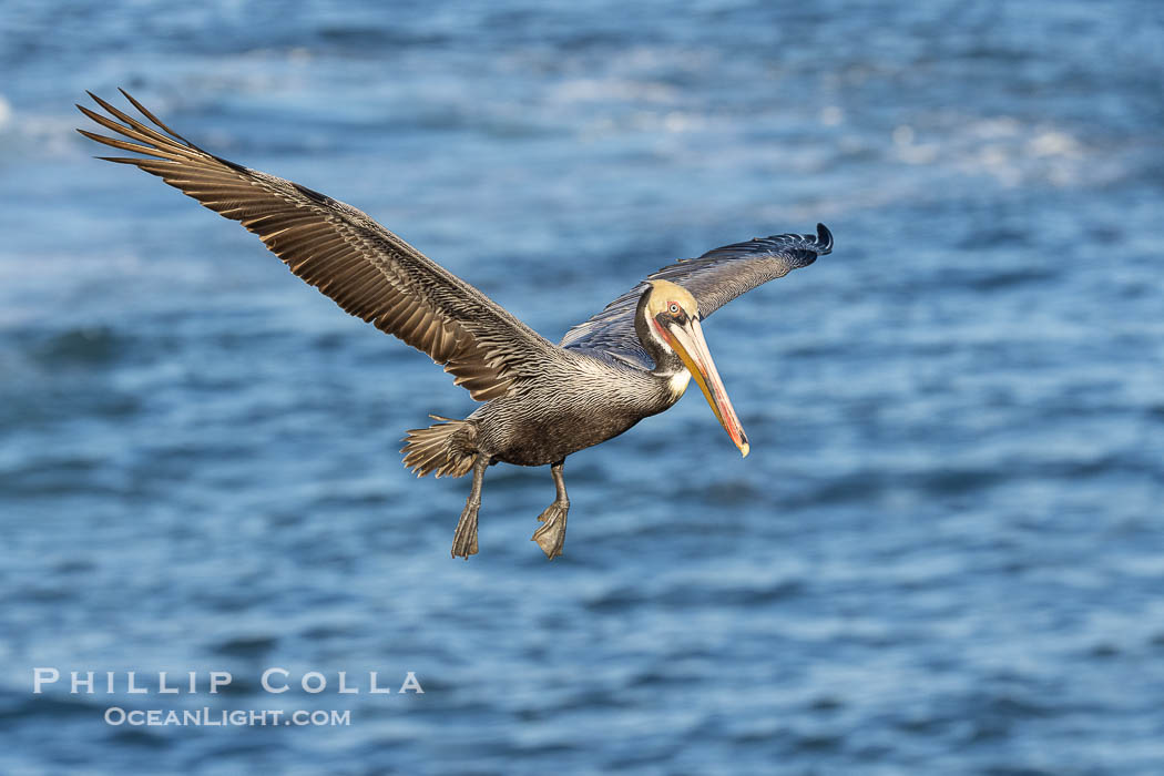 California Brown Pelican Flying over the Ocean, its wings can span over 7'. La Jolla, USA, Pelecanus occidentalis, Pelecanus occidentalis californicus, natural history stock photograph, photo id 38825