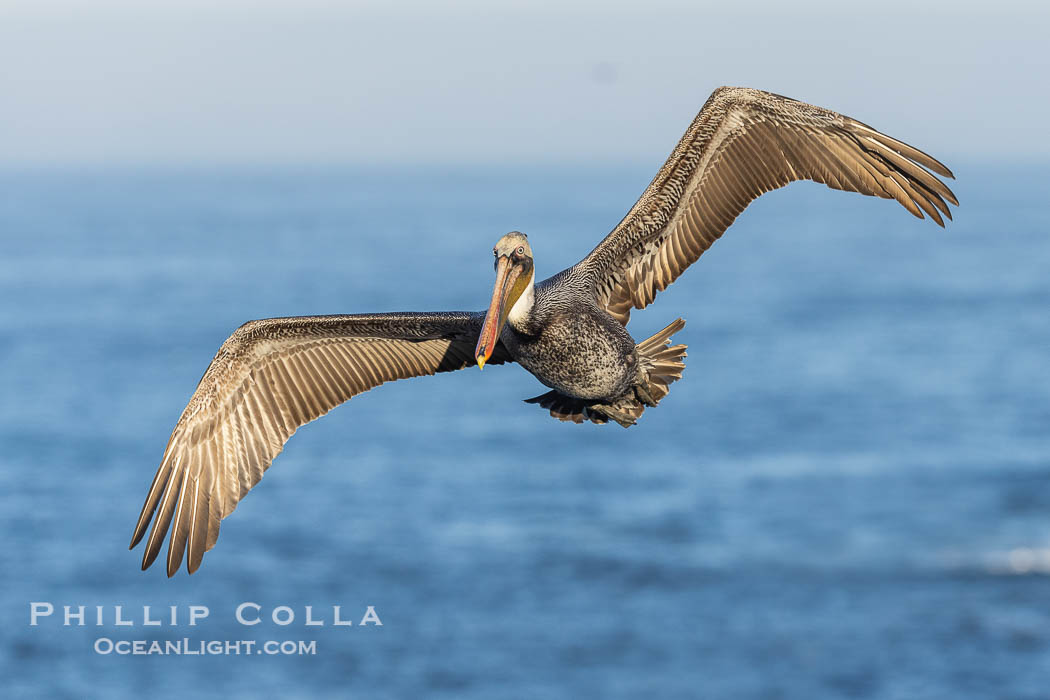California Brown Pelican in flight over the Pacific Ocean, wingspan can reach 7' or more, La Jolla