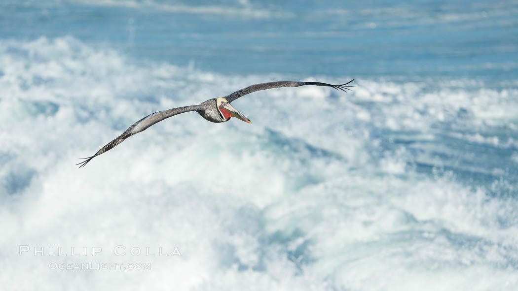 California Brown Pelican flying over sea foam and waves., natural history stock photograph, photo id 30366