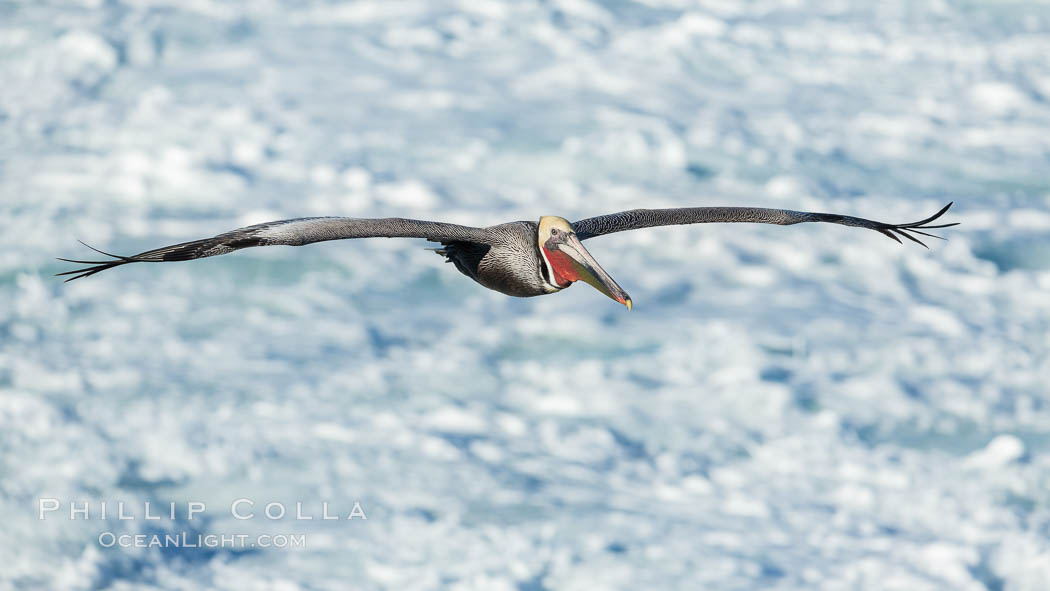 California Brown Pelican flying over sea foam and waves., natural history stock photograph, photo id 30368