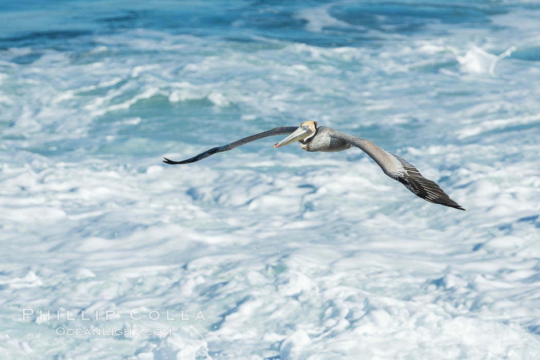 California Brown Pelican flying over sea foam and waves., natural history stock photograph, photo id 30376
