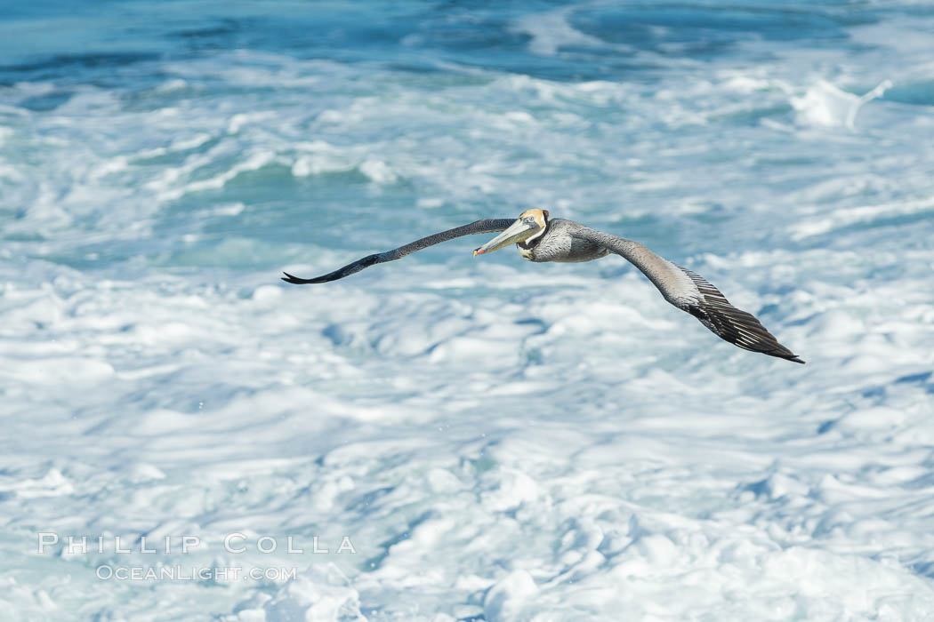 California Brown Pelican flying over sea foam and waves. La Jolla, USA, natural history stock photograph, photo id 30376