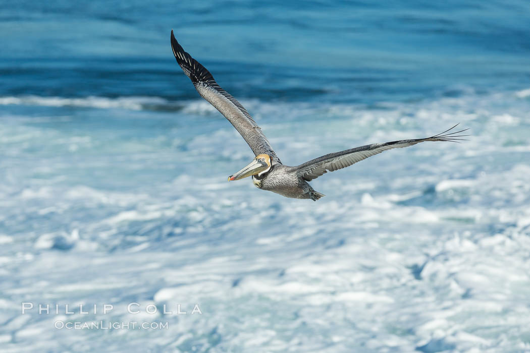 California Brown Pelican flying over sea foam and waves., natural history stock photograph, photo id 30377