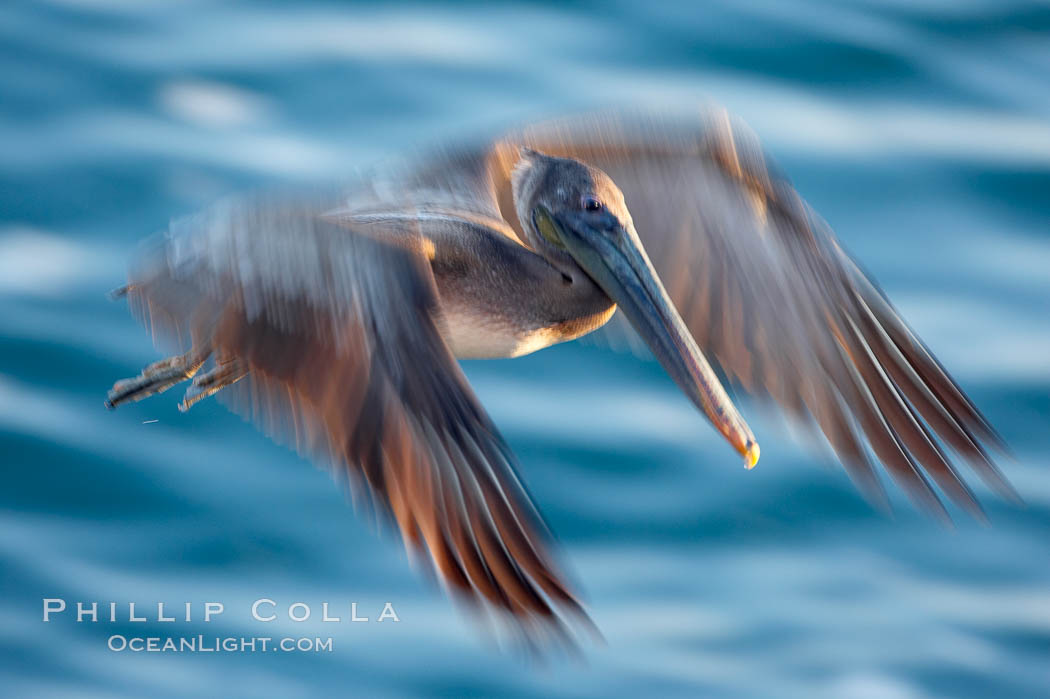 Brown pelican in flight.  The wingspan of the brown pelican is over 7 feet wide. Long exposure shows motion as a blur. The California race of the brown pelican holds endangered species status.  In winter months, breeding adults assume a dramatic plumage with dark brown hindneck and bright red gular throat pouch, Pelecanus occidentalis, Pelecanus occidentalis californicus, La Jolla