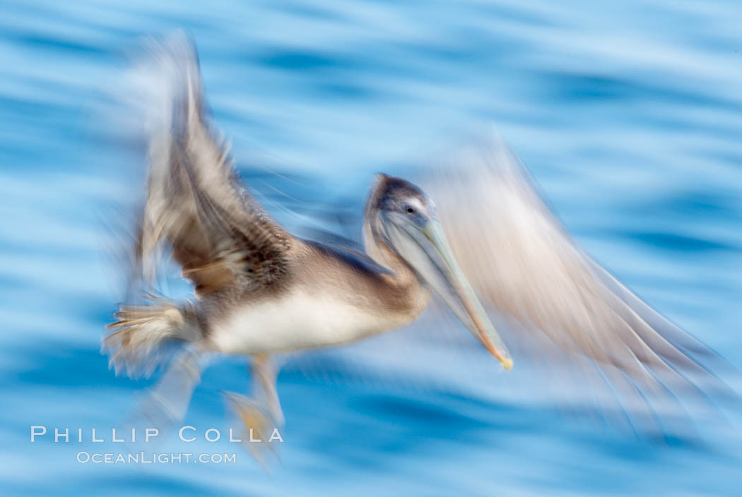 Brown pelican in flight.  The wingspan of the brown pelican is over 7 feet wide. Long exposure shows motion as a blur. The California race of the brown pelican holds endangered species status.  In winter months, breeding adults assume a dramatic plumage with dark brown hindneck and bright red gular throat pouch. La Jolla, USA, Pelecanus occidentalis, Pelecanus occidentalis californicus, natural history stock photograph, photo id 15160