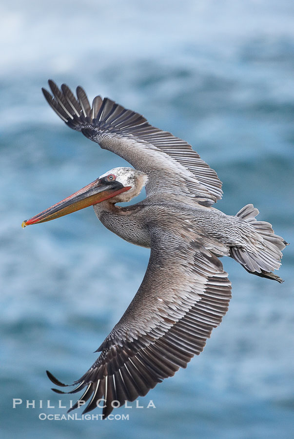 Brown pelican in flight.  The wingspan of the brown pelican is over 7 feet wide. The California race of the brown pelican holds endangered species status.  In winter months, breeding adults assume a dramatic plumage., Pelecanus occidentalis, Pelecanus occidentalis californicus, natural history stock photograph, photo id 15137
