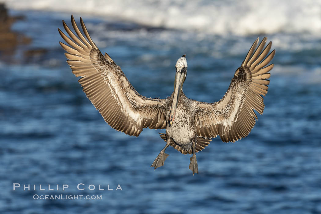 California brown pelican in flight, spreading wings wide to slow in anticipation of landing on seacliffs. La Jolla, USA, Pelecanus occidentalis, Pelecanus occidentalis californicus, natural history stock photograph, photo id 37802
