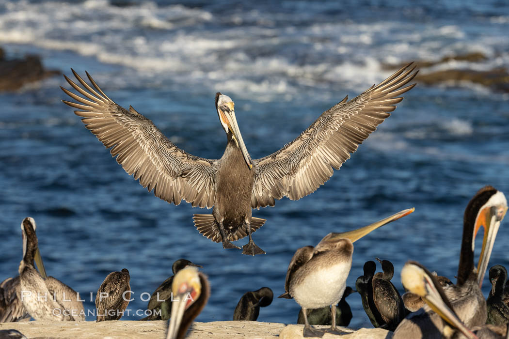 California brown pelican in flight, spreading wings wide to slow in anticipation of landing on seacliffs. La Jolla, USA, Pelecanus occidentalis, Pelecanus occidentalis californicus, natural history stock photograph, photo id 37806