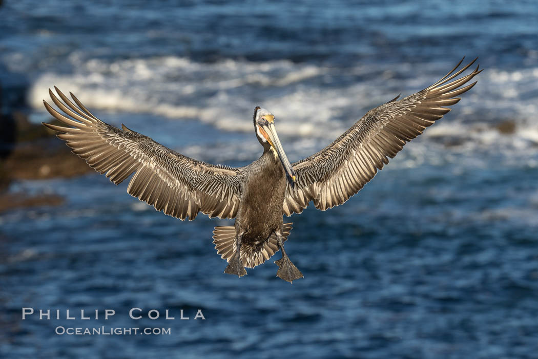 California brown pelican in flight, spreading wings wide to slow in anticipation of landing on seacliffs, Pelecanus occidentalis, Pelecanus occidentalis californicus, La Jolla