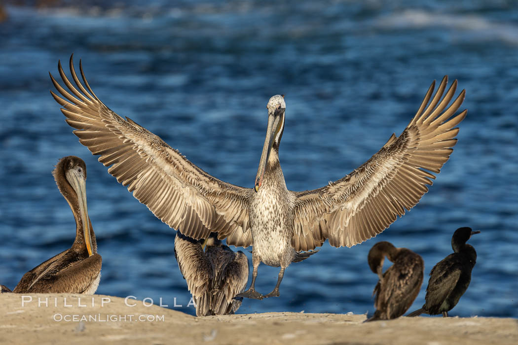 California brown pelican in flight, spreading wings wide to slow in anticipation of landing on seacliffs. La Jolla, USA, Pelecanus occidentalis, Pelecanus occidentalis californicus, natural history stock photograph, photo id 37803