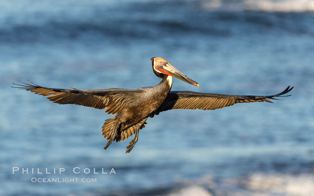 California brown pelican in flight, spreading wings wide to slow in anticipation of landing on seacliffs, Pelecanus occidentalis, Pelecanus occidentalis californicus, La Jolla