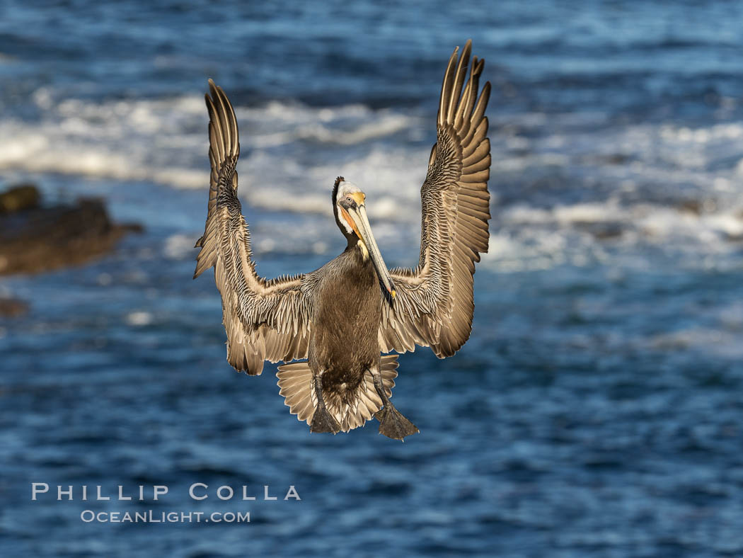 California brown pelican in flight, spreading wings wide to slow in anticipation of landing on seacliffs. La Jolla, USA, Pelecanus occidentalis, Pelecanus occidentalis californicus, natural history stock photograph, photo id 37805