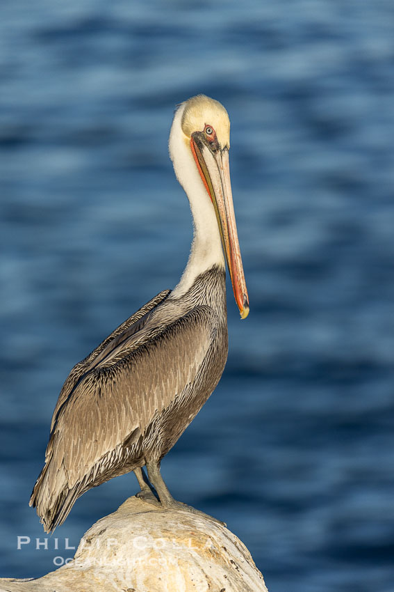 California brown pelican full body portrait, perched on rock over the ocean in sunlight, adult winter non-breeding plumage, Pelecanus occidentalis, Pelecanus occidentalis californicus, La Jolla