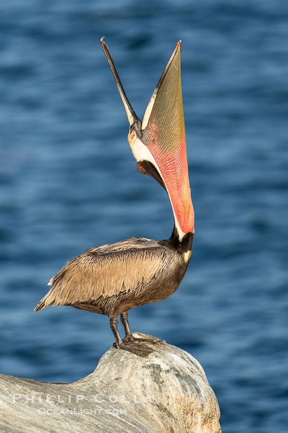 California Brown Pelican head throw, stretching its throat to keep it flexible and healthy, winter adult mating plumage, Pelecanus occidentalis, Pelecanus occidentalis californicus, La Jolla