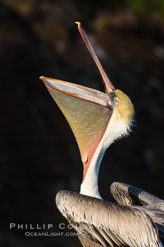 California Brown Pelican head throw, stretching its throat to keep it flexible and healthy. La Jolla, USA, Pelecanus occidentalis, Pelecanus occidentalis californicus, natural history stock photograph, photo id 30174