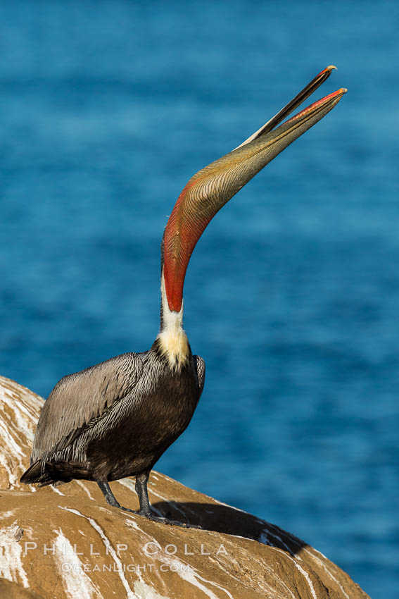 California Brown Pelican head throw, stretching its throat to keep it flexible and healthy. La Jolla, USA, Pelecanus occidentalis, Pelecanus occidentalis californicus, natural history stock photograph, photo id 30282