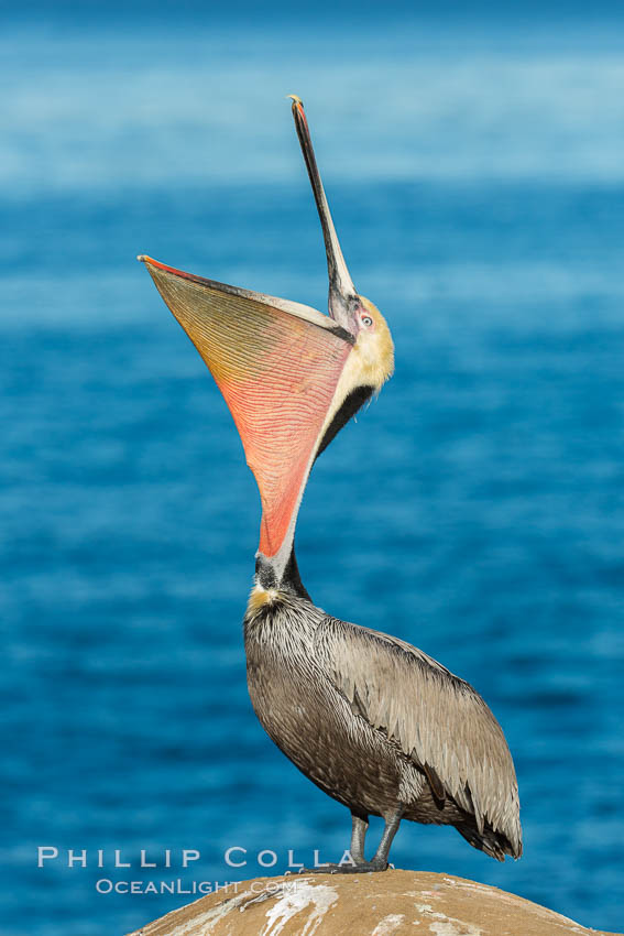 California Brown Pelican head throw, stretching its throat to keep it flexible and healthy. La Jolla, USA, Pelecanus occidentalis, Pelecanus occidentalis californicus, natural history stock photograph, photo id 30302