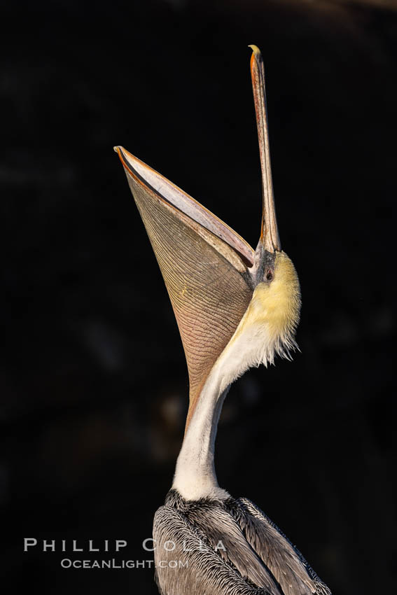 California Brown Pelican head throw, stretching its throat to keep it flexible and healthy, Pelecanus occidentalis, Pelecanus occidentalis californicus