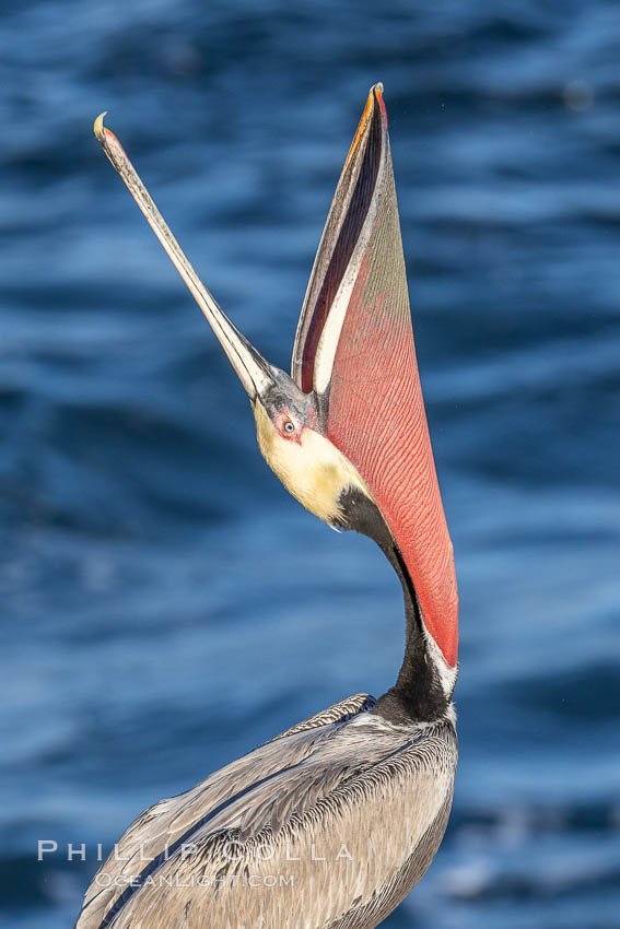 California Brown Pelican head throw, stretching its throat to keep it flexible and healthy. Note the winter mating plumage, olive and red throat, yellow head. La Jolla, USA, Pelecanus occidentalis, Pelecanus occidentalis californicus, natural history stock photograph, photo id 37566