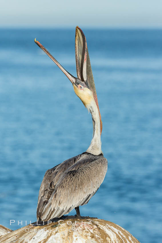 California Brown Pelican head throw, stretching its throat to keep it flexible and healthy. Note the winter mating plumage, olive and red throat, yellow head. La Jolla, USA, Pelecanus occidentalis, Pelecanus occidentalis californicus, natural history stock photograph, photo id 30328