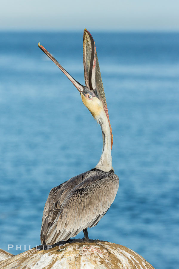 California Brown Pelican head throw, stretching its throat to keep it flexible and healthy. Note the winter breeding plumage, olive and red throat, yellow head., Pelecanus occidentalis, Pelecanus occidentalis californicus, natural history stock photograph, photo id 30328