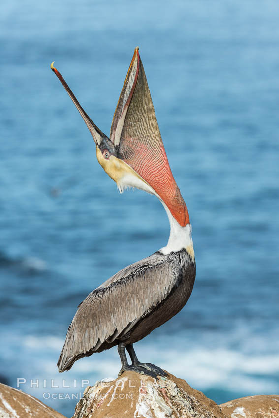 California Brown Pelican head throw, stretching its throat to keep it flexible and healthy. Note the winter mating plumage, olive and red throat, yellow head. La Jolla, USA, Pelecanus occidentalis, Pelecanus occidentalis californicus, natural history stock photograph, photo id 30340